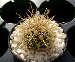 Ancistrocactus tobuschii - 25 Seeds