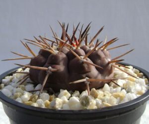 Gymnocalycium piltziorum - 50 seeds