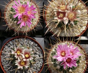 Echinofossulocactus (Stenocactus) mix - 50 Seeds
