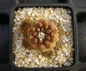 Copiapoa hypogaea - 20 Seeds