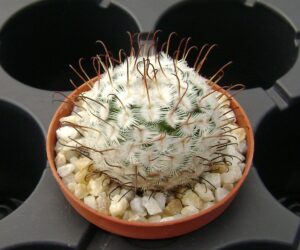 Mammillaria perezdelarosae