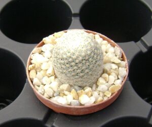 Mammillaria herrerae v. albiflora