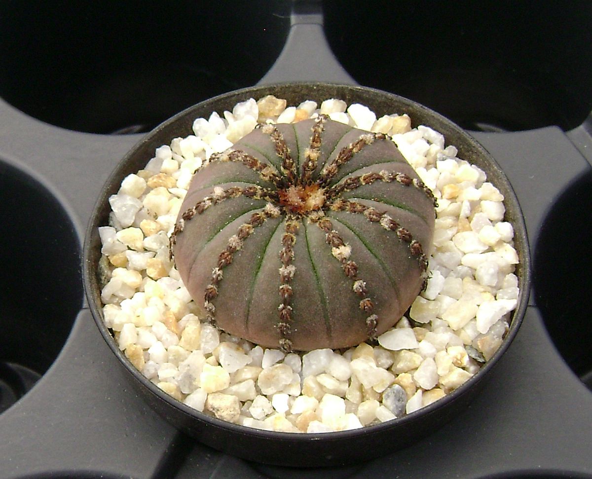 Frailea castanea v. obscura