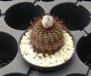Frailea mammifera ssp. angelesiae