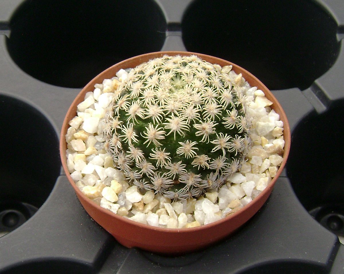 Mammillaria hernandezii