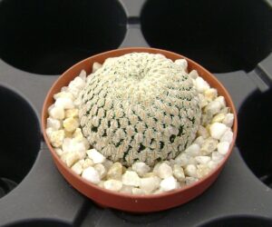 Mammillaria pectinifera