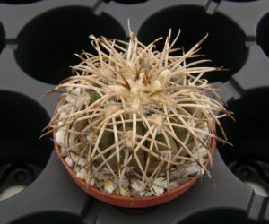 Gymnocalycium spegazzinii v. punillense