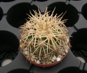 Gymnocalycium spegazzinii v. punillense