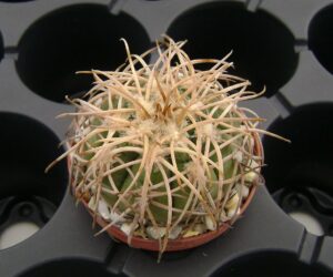 Gymnocalycium spegazzinii v. punillense