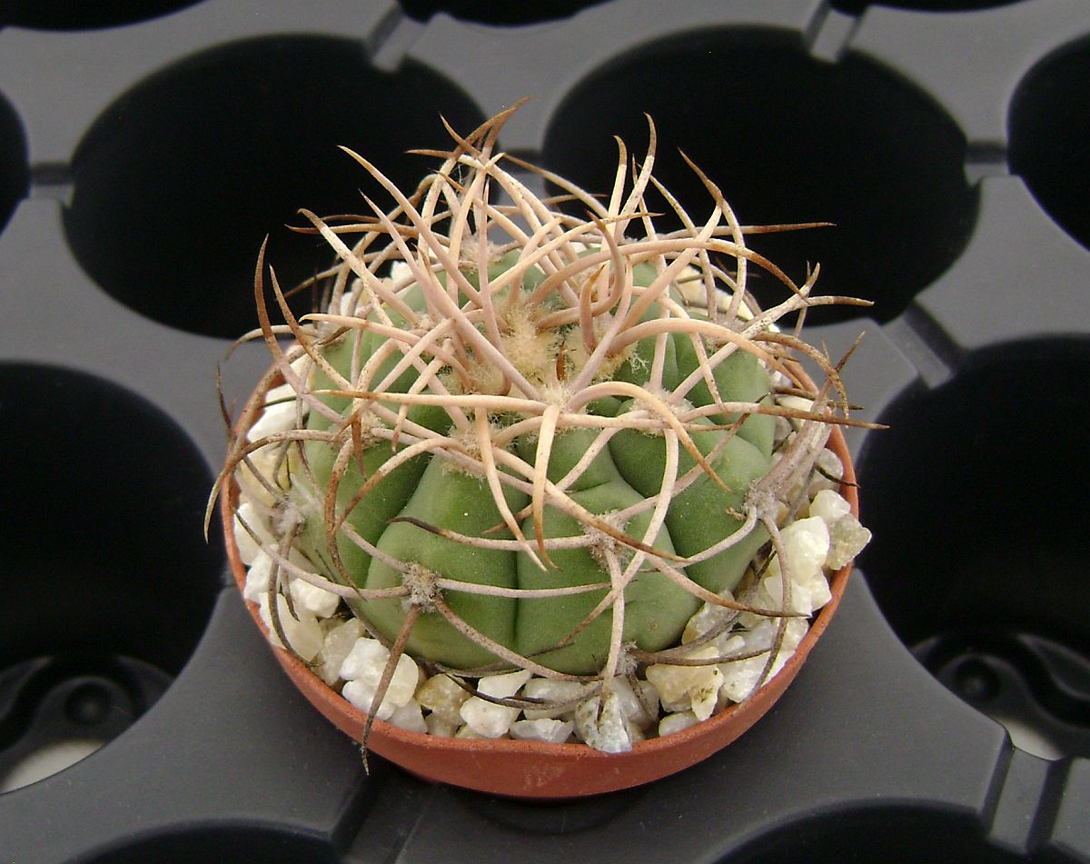 Gymnocalycium acorrugatum