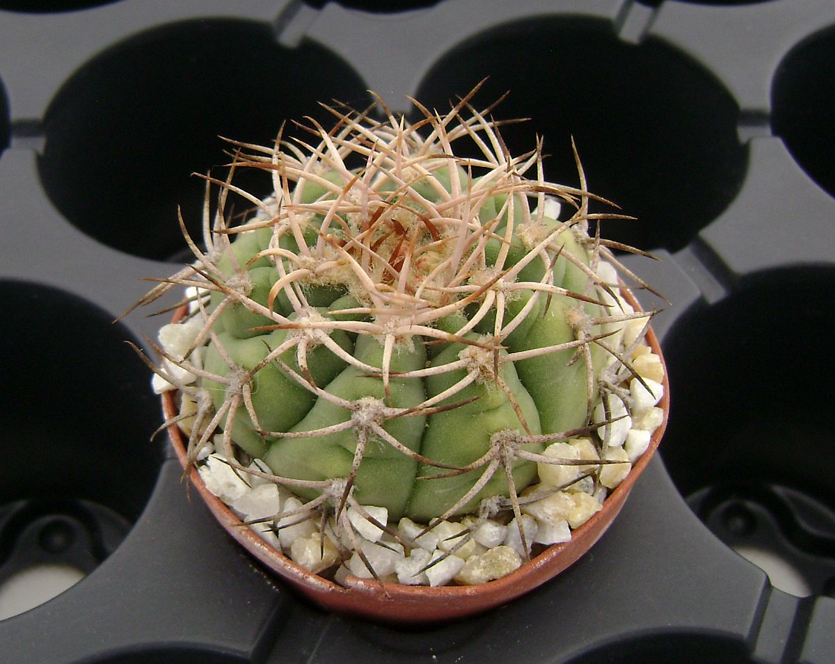 Gymnocalycium acorrugatum