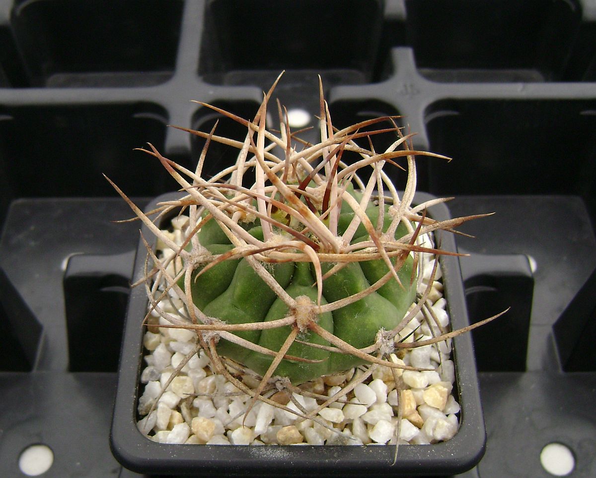 Gymnocalycium mazanense v. polycephalum