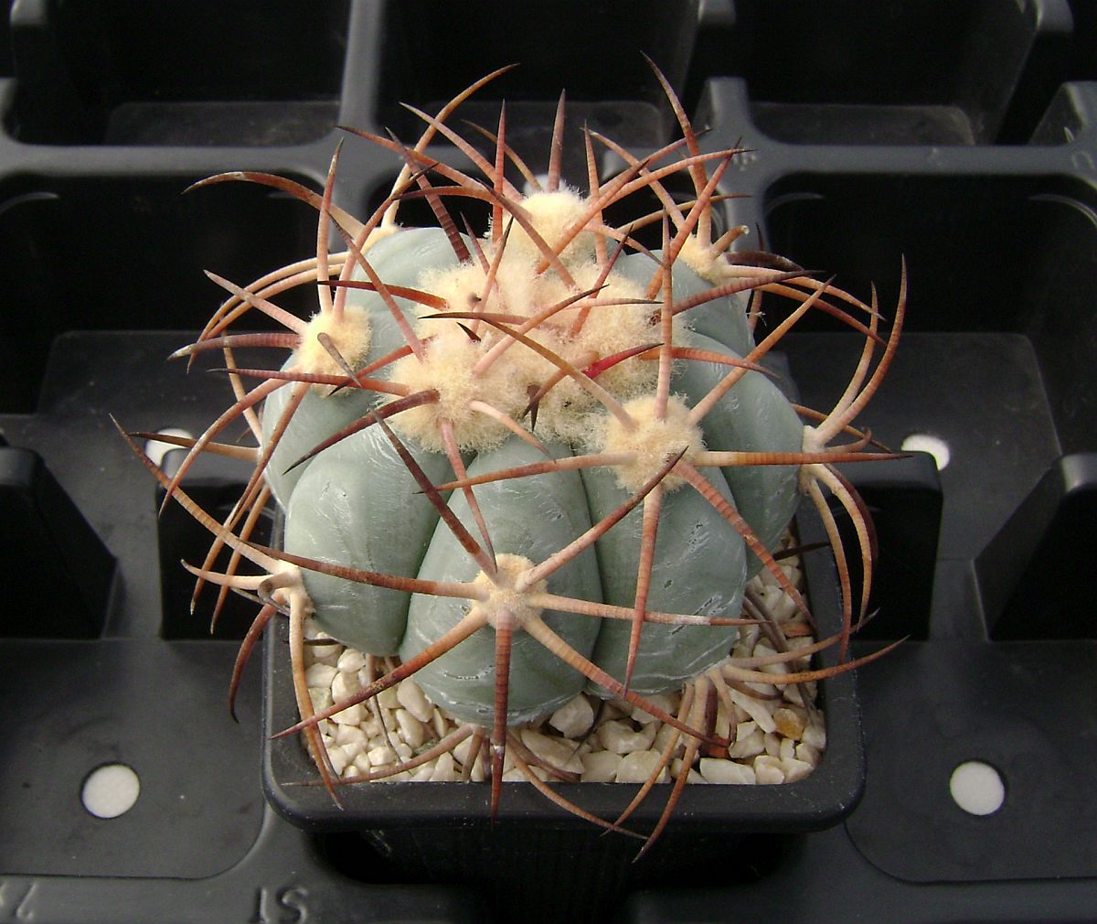 Echinocactus horizonthalonius VZD 705