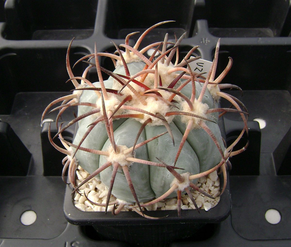 Echinocactus horizonthalonius VZD 269