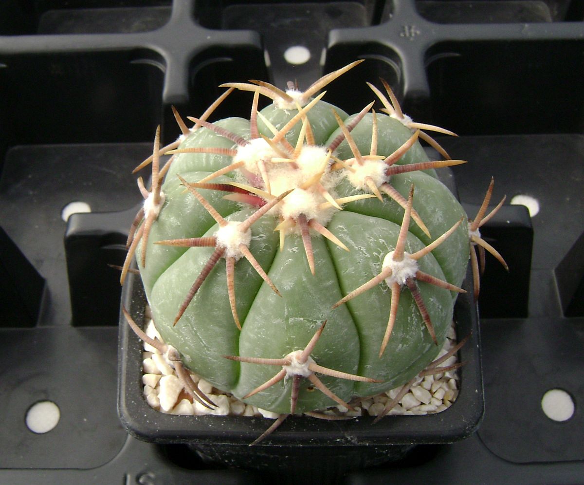 Echinocactus horizonthalonius KMR 21