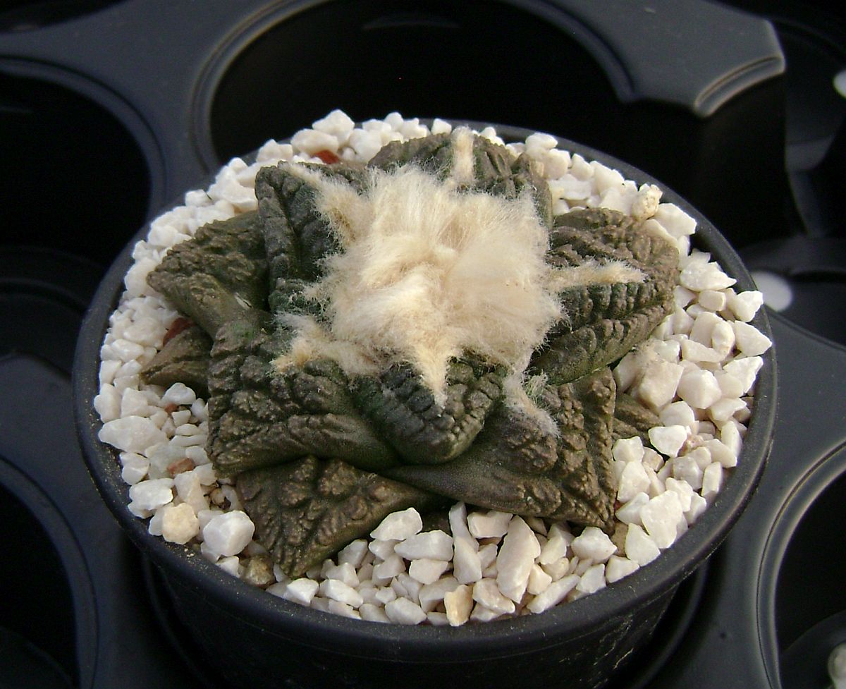 Ariocarpus fissuratus