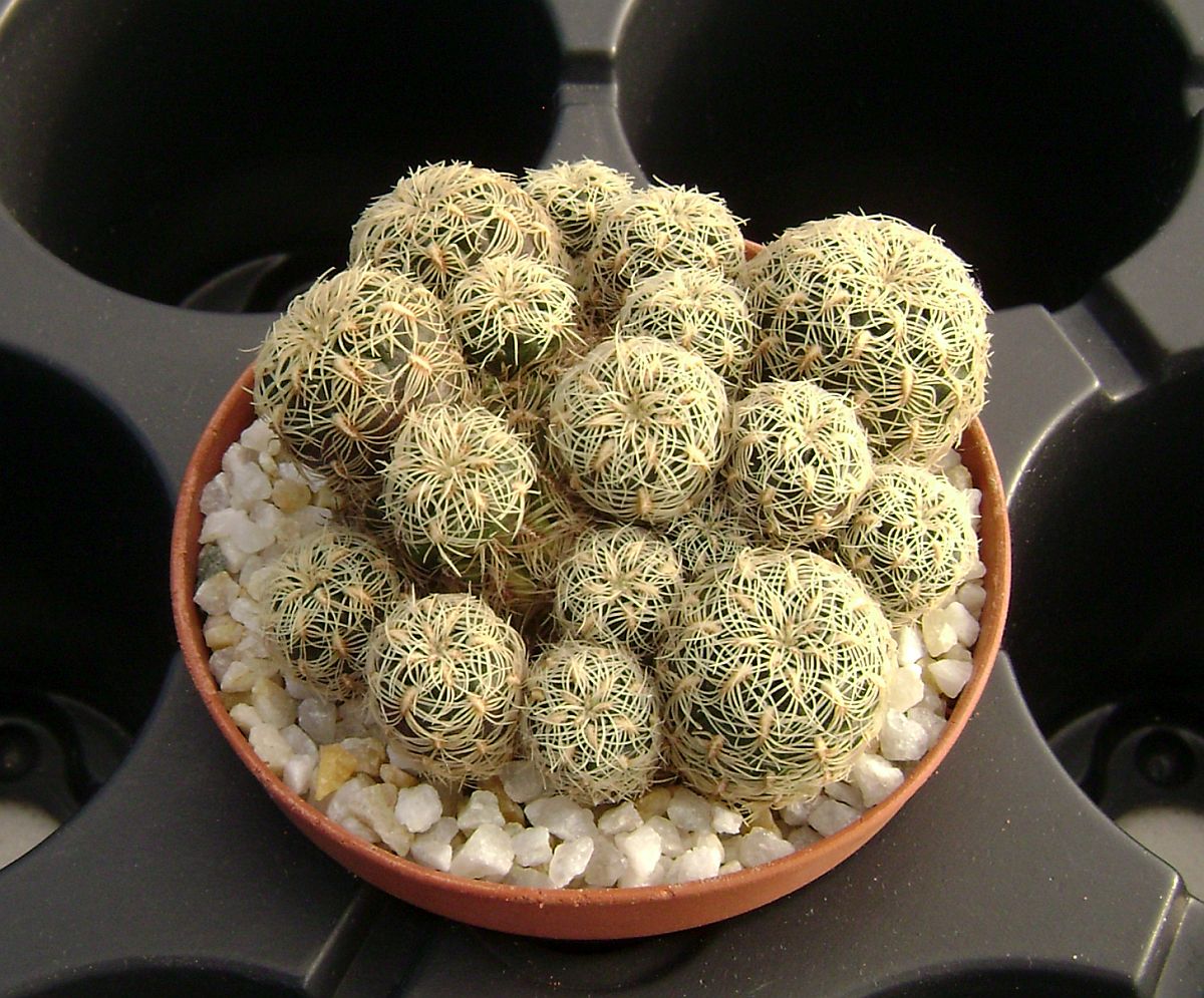 Sulcorebutia crispata