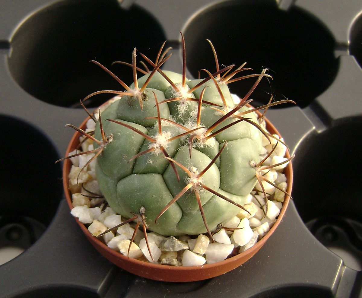 Coryphantha poselgeriana