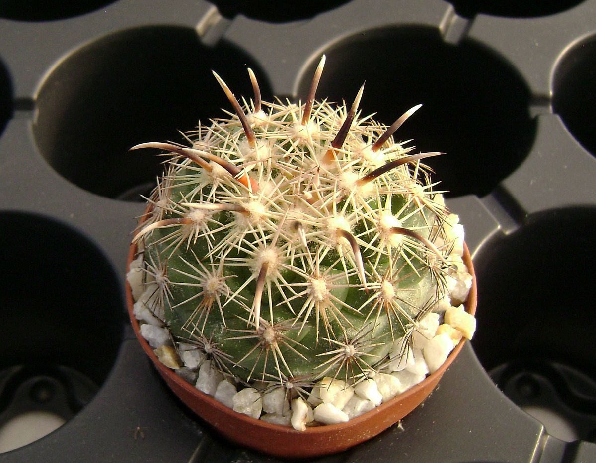 Coryphantha kracikii