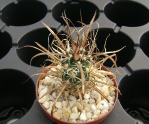 Toumeya (Sclerocactus) papyracantha