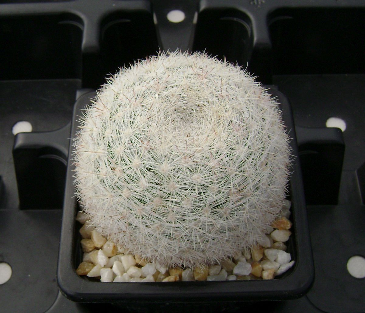 Mammillaria candida