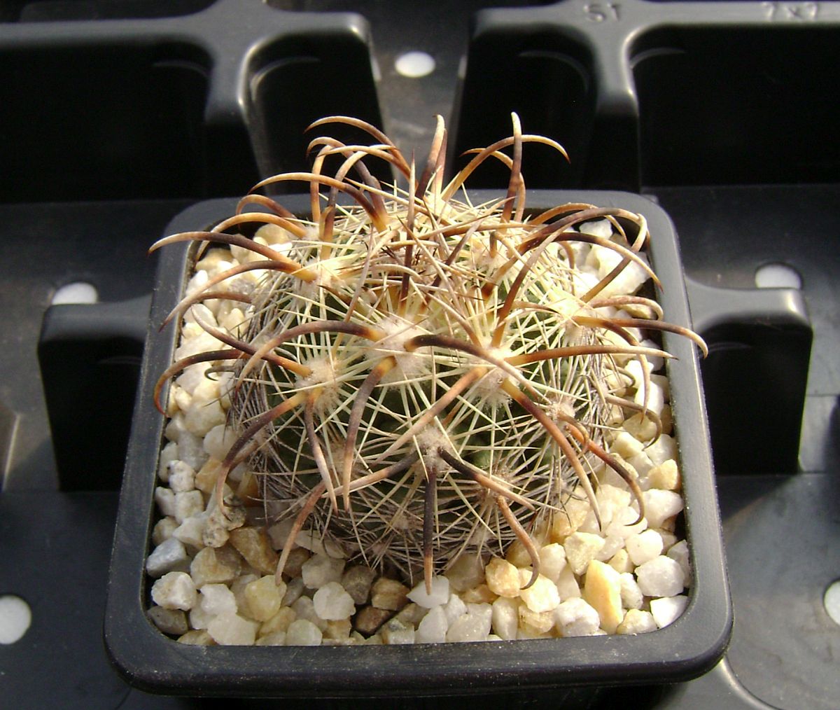 Coryphantha kracikii