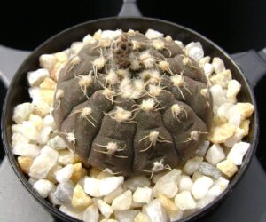 Gymnocalycium ragonesei - 100 Seeds