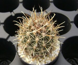 Ancistrocactus brevihamatus PP 13 - 25 Seeds
