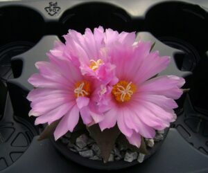 Ariocarpus confusus - 10 Seeds