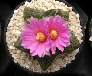 Ariocarpus fissuratus - 10 Seeds