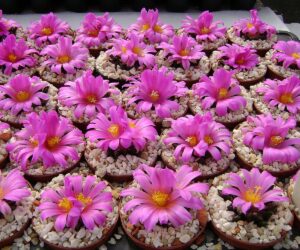 Ariocarpus kotschoubeyanus - 10 Seeds