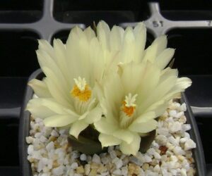Ariocarpus trigonus v. horacekii - 10 Seeds