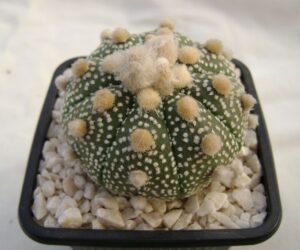 Astrophytum asterias hybrid - 25 Seeds