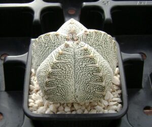 Astrophytum myriostigma cv. Onzuka - 10 Seeds