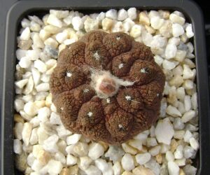 Copiapoa hypogaea cv. Lizard Skin - 20 Seeds