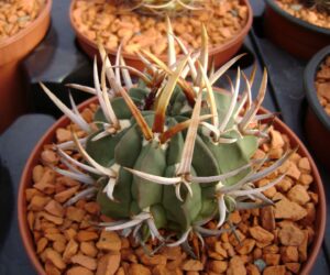 Echinofossulocactus coptonogonus - 20 Seeds