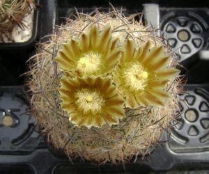 Echinomastus durangensis - 10 Seeds