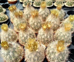 Echinomastus mapimiensis - 10 Seeds