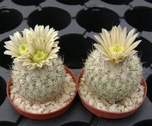 Echinomastus mariposensis PP 542 - 10 Seeds