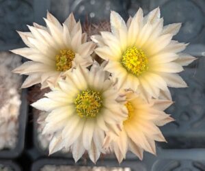 Echinomastus warnockii - 10 Seeds