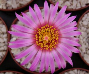 Escobaria vivipara fma. Big Bend - 25 Seeds