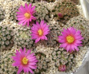 Mammillaria hernandezii - 10 Seeds