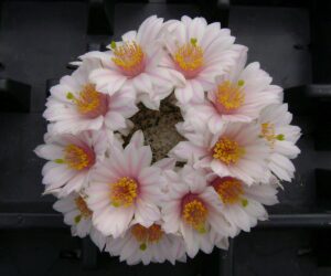 Mammillaria herrerae v. albiflora - 10 Seeds