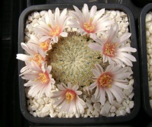 Mammillaria pectinifera - 10 Seeds
