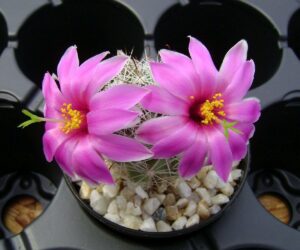 Mammillaria schumannii - 25 Seeds