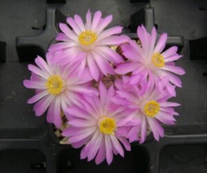 Mammillaria theresae - 10 Seeds