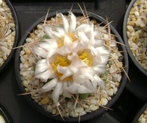 Thelocactus hexaedrophorus - 50 Seeds