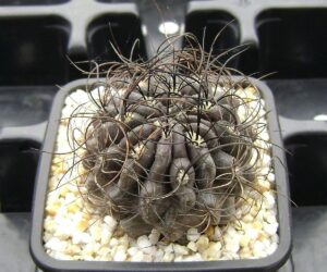 Eriosyce (Neoporteria) crispa - 25 Seeds