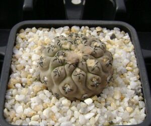 Eriosyce (Thelocephala) napina - 25 Seeds