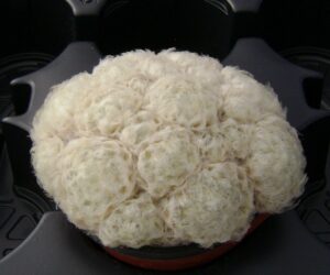 Mammillaria plumosa